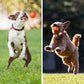 🐾1+1 INGYEN🐶INTERAKTÍV SMART PET BOUNCE LABDA – UGRIK, VILÁGÍT, SZÓRAKOZTAT!