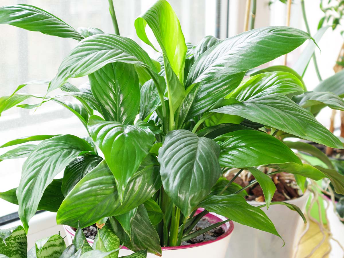 Plant after looking greener