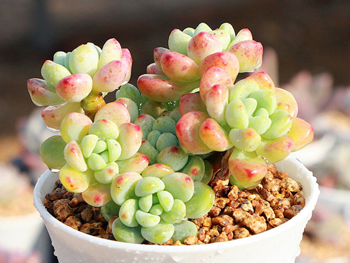 Plant after looking stronger