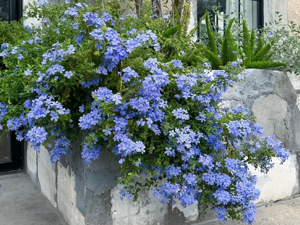 Plant after looking fuller