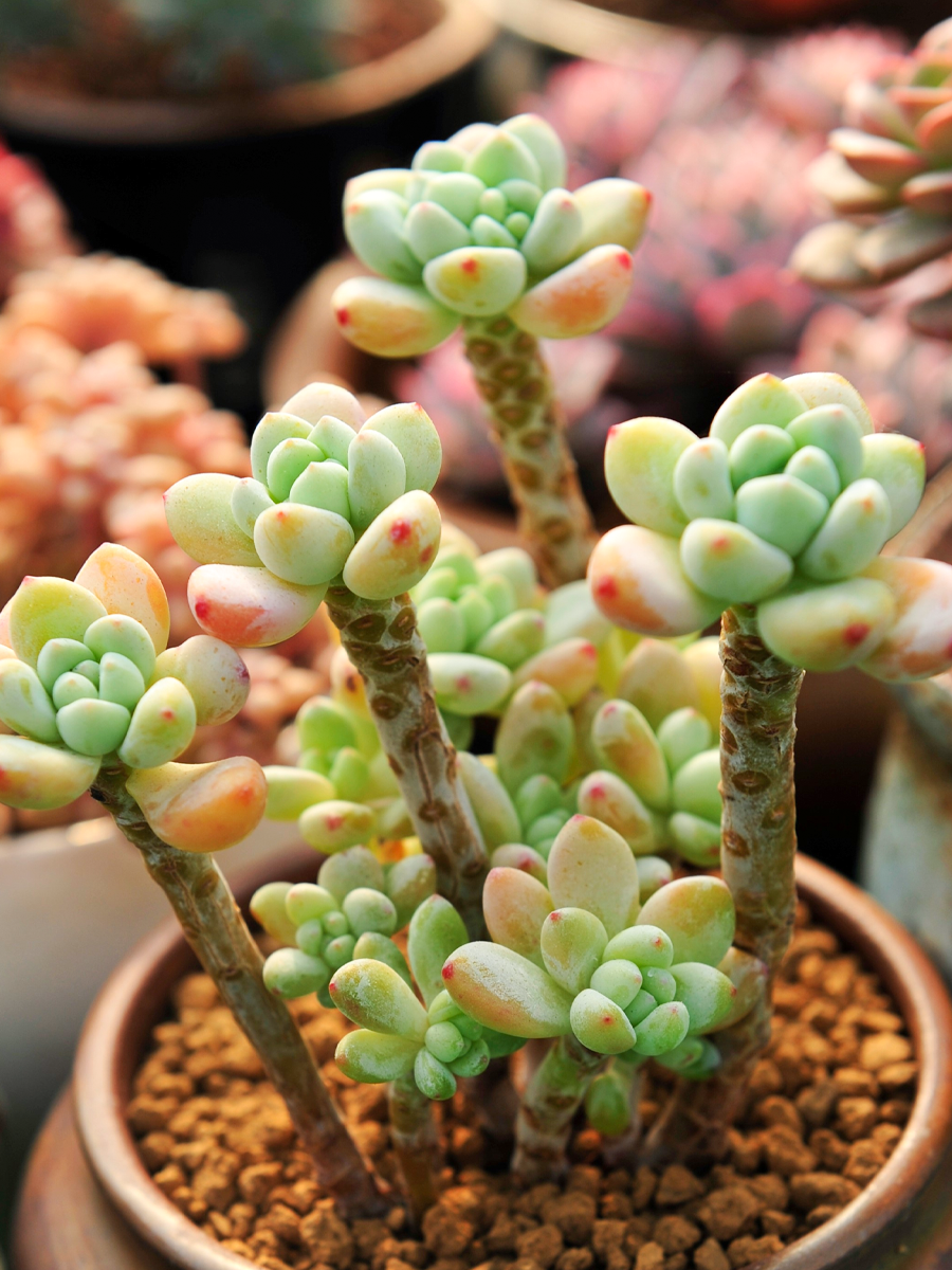 Succulent plants