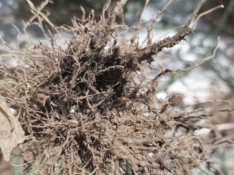 Weak root system