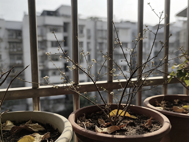 Fewer flowers and blooms