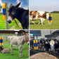 🐄 Speciális masszázs- és ápolókefe – átfogó, kíméletes és hatékony ✨